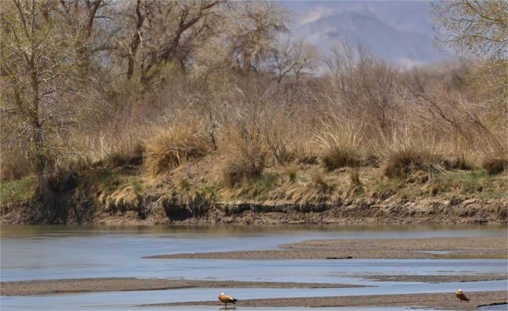 Camping Chair Suppliers